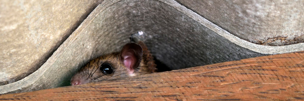 Как мыши проникают в строения - фото